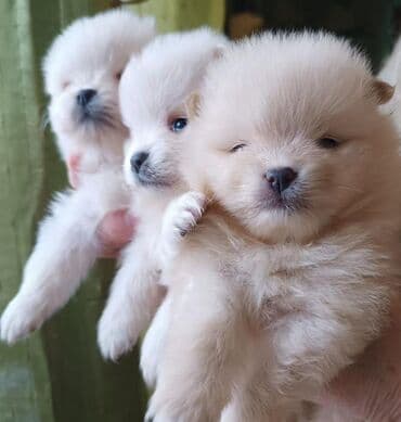 Xaltalar, qayışlar və tasmalar: Məhsul: Pomeranian (Şpic) balaları Təsvir: - Minyatür ölçülü, yumşaq — 3