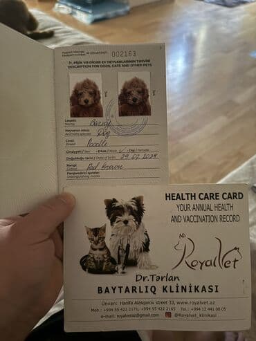 1 yash 5 ayliq erkek senedli cipli red brown pudel ! Endirim ucun hec