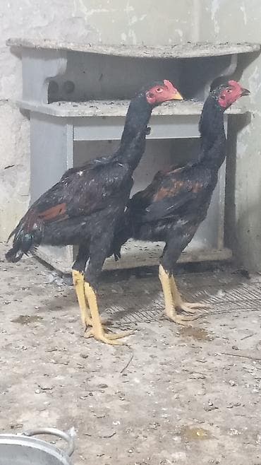 Toyuq, Damazlıq