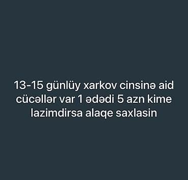 kend cucesi: Toyuq cücələri, Ətlik, Ünvandan götürmə — 1