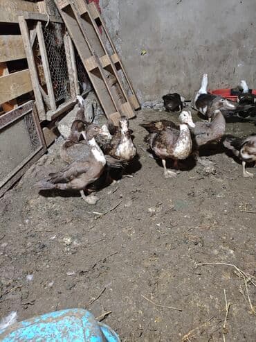 kayuqa ördək: Məhsul: ağ-qara və qəhvəyi-ağ rəng çalarlarında muskovi ördəklər — 2