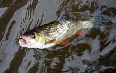 бинокль купить в баку: Ovçuluq və balıqçılıq — 5