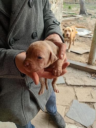 alabay iti satisi: Pitbul, 1 ay, Dişi, Peyvəndli — 3