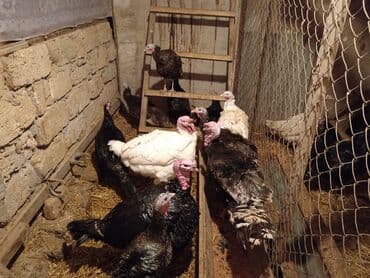 cin bildircin: Hinduşka sürüsü – qara və ağ rəngli fərdlər hinduşkalar satilir — 4