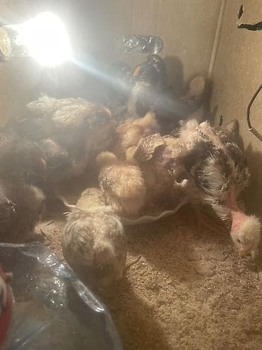 Inəklər, öküzlər: Toyuq cücələri, Damazlıq — 3