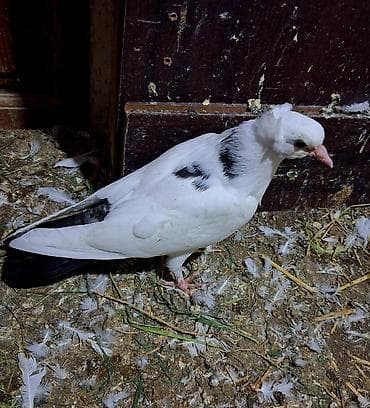 yarış: Göyərçinlər — 2