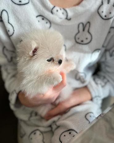 Şpitz, 2 ay, Dişi, Pulsuz çatdırılma — 5