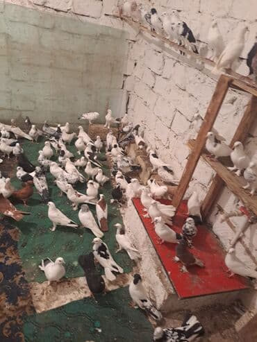 heyvanlara verilen adlar: Ev göyərçinləri – müxtəlif rəng və naxışlarda böyük sürü - Növ — 3