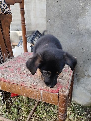 pişik sortlari: ‼️ Təcili Satılır ‼️ Zvanok təmiz cins 3 aylıq Dişi Tam sağlam — 3