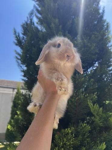 it sekil: Çox gözəl və nadir rəngə sahib Holland Lop balası satılır. 🐰 2 aylıq — 2
