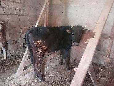 Quzu: 3 dene super erkey danlar — 5