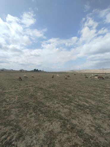 28 baş heyvandı .razılaşmaq yeri var.6 qoyundu 3 ü balalıdı qalan 3 də