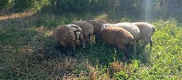 qoyun mal: Qurbanlıq təmiz və sağlam Qoyun-quzu d - Sayı: təxminən 8 baş - — 2