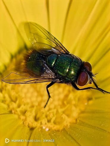 oneplus: Huawei Pura 70 Ultra, 512 GB, rəng - Qızılı — 6