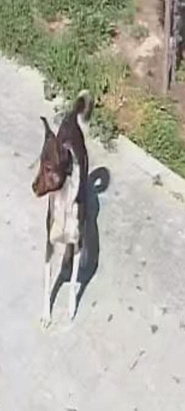 avcarka balasi satilir: Erkek — 6