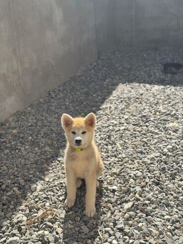 sir balasi satilir: Akita-inu, 3 ay, Dişi — 1
