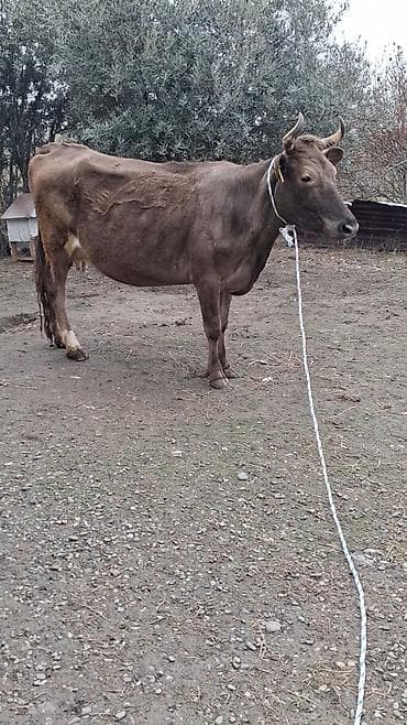 Dişi, il: 9, Südlük, Ünvandan götürmə