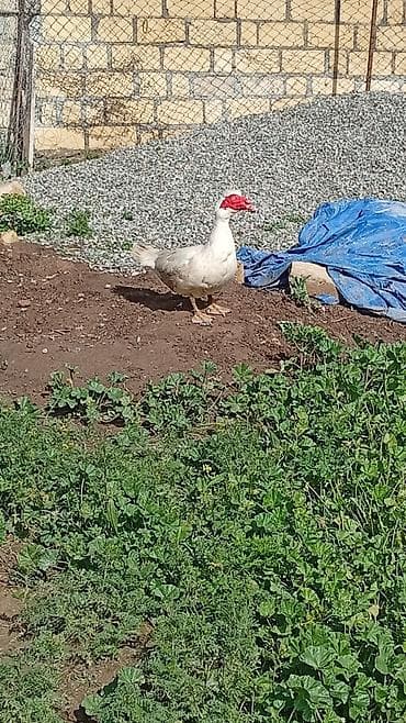 ordek satisi: Muscovy ördəkləri – damazlıq sürü - Növ: Muscovy (hind ördəyi) - — 7