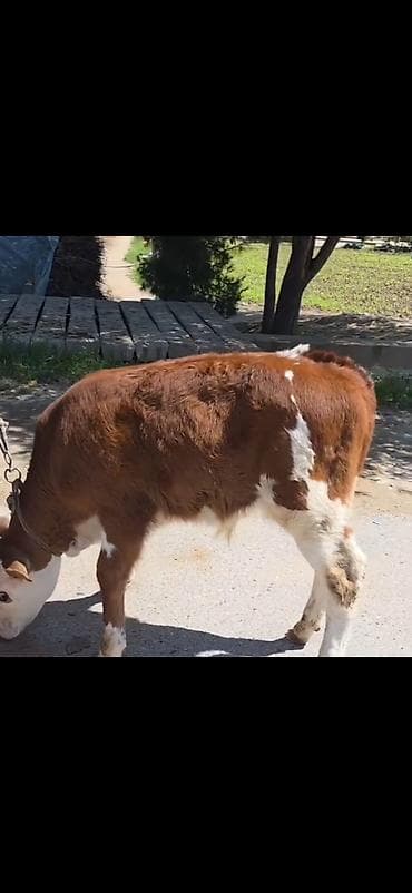 tagiyev qesebesi inek buzov: Cins: Qəhvəyi-ağ rəngdə, simmental tipli dana Növ: Erkək (şahkulu — 2