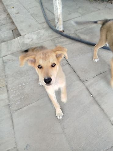 2 ay, Dişi, Peyvəndli, Ödənişli çatdırılma lalafo.az -da 2 ay, Dişi, Peyvəndli, Ödənişli çatdırılma