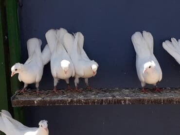 rəngli quşlar: Xüsusiyyətlər: kom şəkildə satilir 40 a yaxin quşdu - Rəng: tam ağ — 3