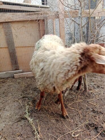 pitbul satilir: Ana bala qoyun satılır.Bala 10 günlük ərkəkdir.Ünvan Maştağa.Real — 1