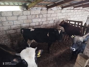 qoyun mal: 5 erkek heyvan cins tövlə şəraitində saxlanılir etlkdi. Vatsap aktifdi — 7