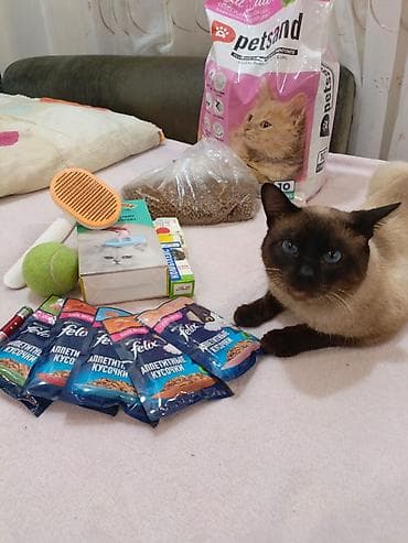 Pişik üçün tam qulluq və əyləncə dəsti Dəstənin tərkibi: - Petsand