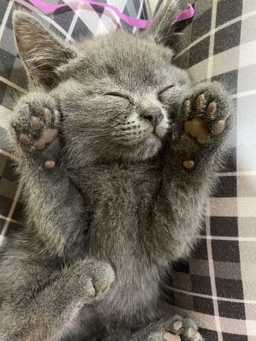 продам котенка британца: Британская, Самец, Самка, В добрые руки — 4