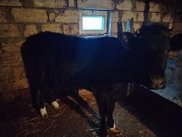 pomeranian spitz satisi: Qara rəngli erkən yaşlı mal-qara (dana/inda) satılır. Xüsusiyyətlər — 2