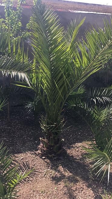 Salam, 15 ədəddir. 6-7 ilin ağackarıdır. Qiymət razılaşma yolu ilə