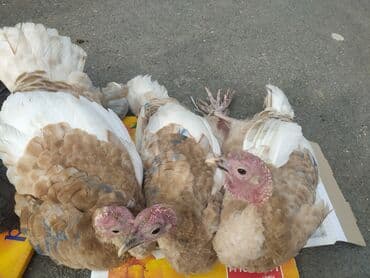 Индюшки: Salamlar, 4 fere induskalar satılır istiyen olsa vidyosun ataram — 1