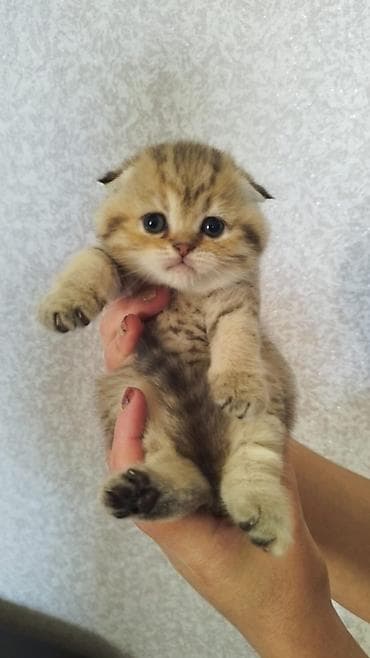 Akvariumlar: Britan — 3