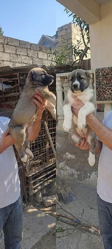 Qafqaz çoban iti, 2 ay, Erkek, Peyvəndli, Rayonlara çatdırılma lalafo.az -da Qafqaz çoban iti, 2 ay, Erkek, Peyvəndli, Rayonlara çatdırılma