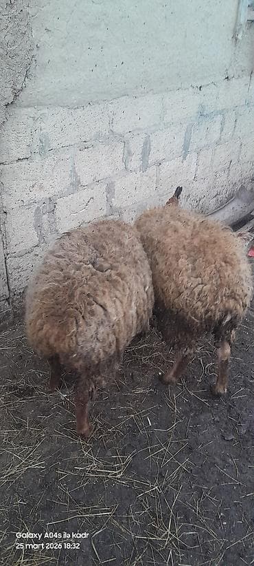 mal bazarı: 2 dişi toğlu

- Şəkillərdə qrup halında — 2