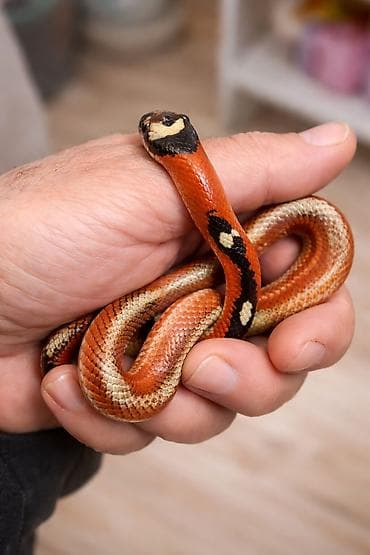 atlar heyvan: Kaliforniya Kral ilanı (Lampropeltis) – parlaq qırmızı, qara və ağ — 2