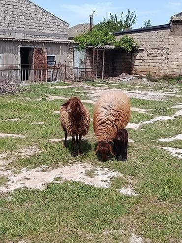 ana bala keci: Qurbanlıq qoç ana bala qoyun maştağada — 2