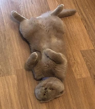 Şotland yastı qulaq, Erkək, Cütləşmə üçün — 3