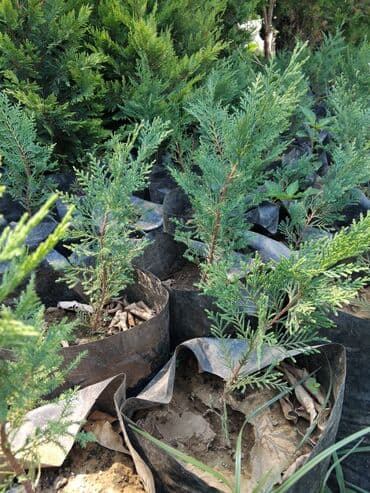 bitki satışı: Thuja (həcərli həmişəyaşıl) tingləri - Qara polietilen torbalarda — 1