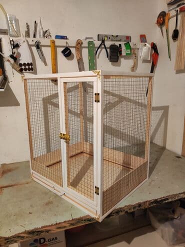 karlik dovşanlar: Papuqay,dovşan,hamster,şinşila,bildirçin,cücə,xamyak,pişik,quş,tısbağa — 4