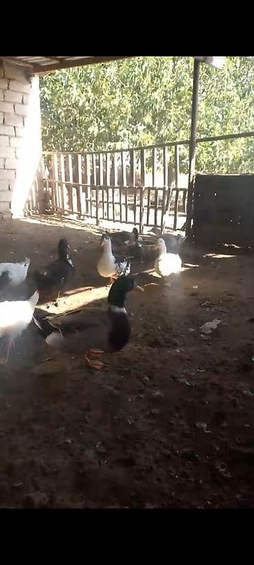 cins heyvanlar: Yaşilbaş ördekler 10 denedir 14 manatdan endirim var — 2