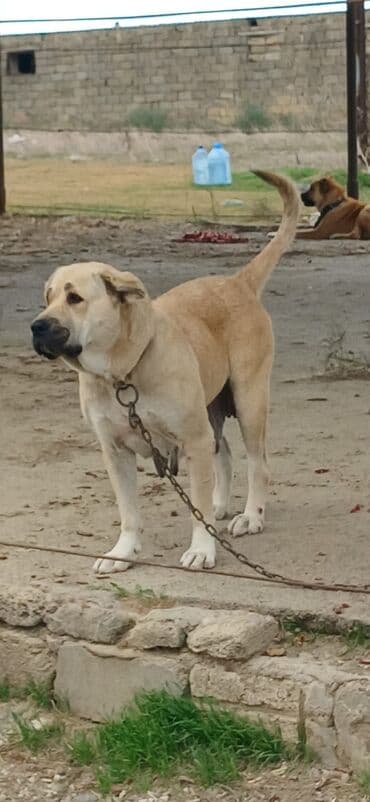 İtlər: Qurdbasar, 3 il, Dişi, Peyvəndli, Ödənişli çatdırılma — 2