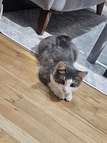 tutuquşu yuvası: Məhsul: Pişik üçün ev və daşıma çantası dəsti,teze qul qabisi ve 10 — 3