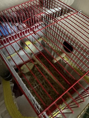 quşları: Mehebbet quslari 3 cutdu ayri ayrida satilir 1 cutu 60 azn 2 aydan bir — 1