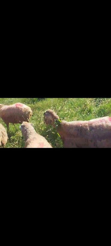 bakida cins ineklerin satisi: Dişi, il: 2, 50 kq, Damazlıq, Ünvandan götürmə — 2