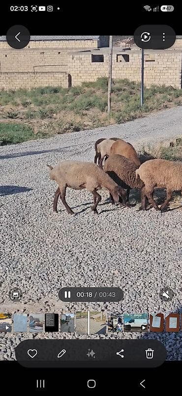 kanada sortu hinduska: 10 quzudu saxlaya bilmirəm 2800 manata ziyana satıram 9 dişi 1 — 5