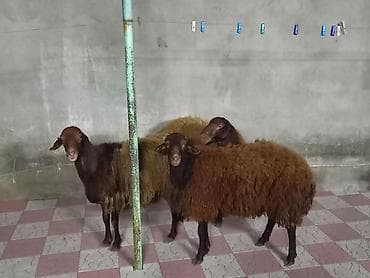 ev sicani: Qoyunlar – yerli cins, qəhvəyi/qum rəngli yunluqla. - Say: şəkillərdə — 2