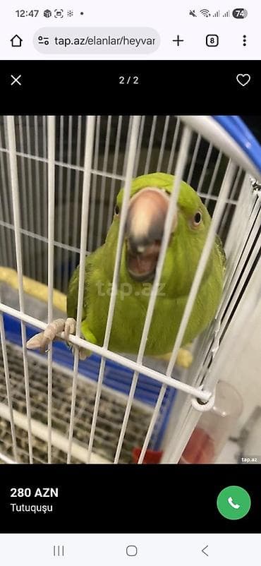 Tutuquşları: Məhsul: Tutquşu (yaşıl rəngli, uzun quyruqlu parrot) Təsvir: - Aktiv — 2