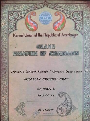 сколько стоит собака чихуахуа: Çixuahua, 7 il, Erkek, Cütləşmə üçün — 6