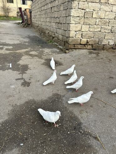 Akvariumlar: Salam temz 12 tuklerdi cut olanlarda var bazardaki 3 4 manatlg — 2